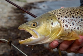 Fantastic fish Fantastic fish