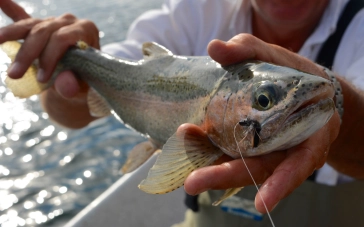 Brown trout Brown trout