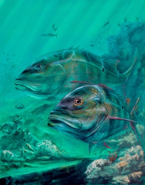 Mutton Around Mutton Around