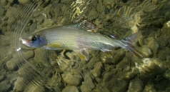 Grayling Grayling