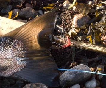 The Polar Magnus The Polar Magnus