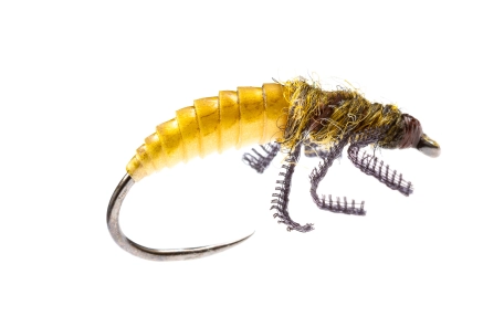 Forked Hydropsyche Forked Hydropsyche