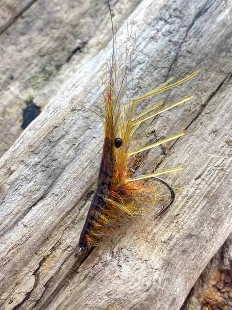 ESL Shrimp ESL Shrimp