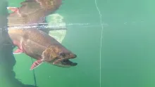 Video thumb for 2016 Fly Fishing Trout and Salmon