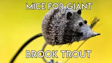 Video thumb for Giant Brook Trout on Mice