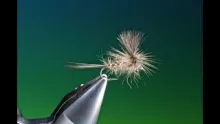 Video thumb for Parachute Hares Ear