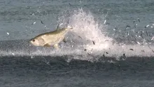 Video thumb for Florida Mullet Migration
