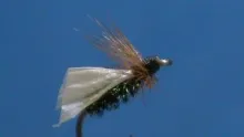 Video thumb for GB Peacock Caddis