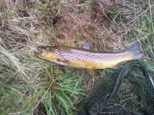 User submitted picture: the colour of these wild ...