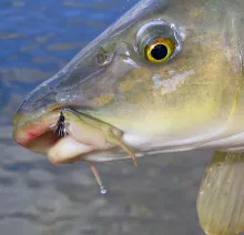 User submitted picture: Detail of the head of a c...