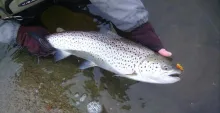 User submitted picture: Winter sea trout, 
