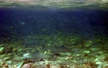 User submitted picture: Underwater