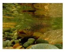 User submitted picture: Free to go home