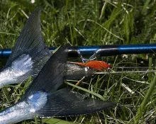 User submitted picture: Chillimps, Xi2, and garfi...