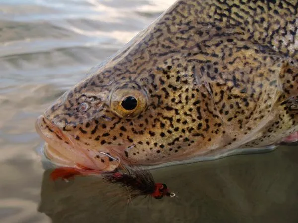 User submitted picture: A " Perca "caught and rel...