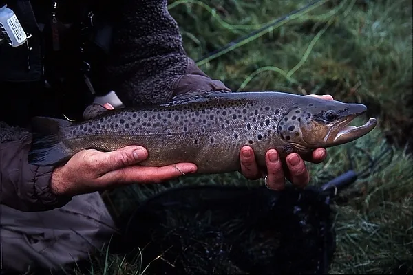 User submitted picture: Ripley's fat brownie tak...