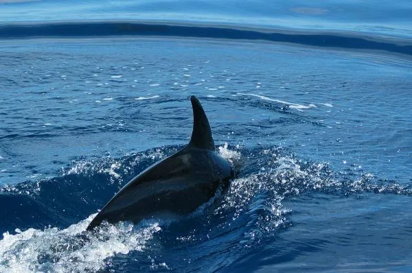 User submitted picture: Spotted Dolphin. A large ...