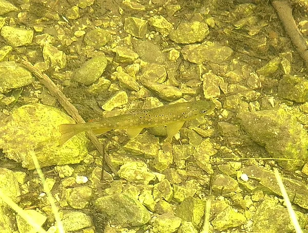 User submitted picture: Small but beautifull Brow...