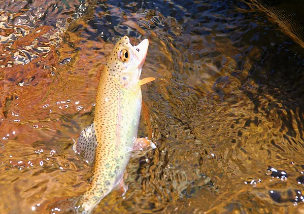 User submitted picture: Trucha de Esteros Cordill...