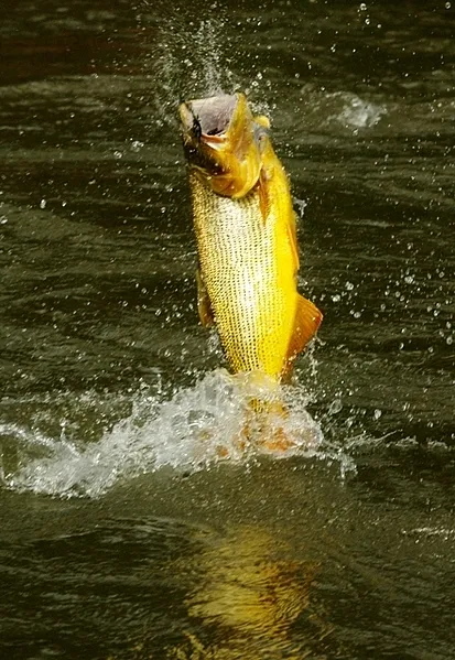 User submitted picture: First of many jumps......