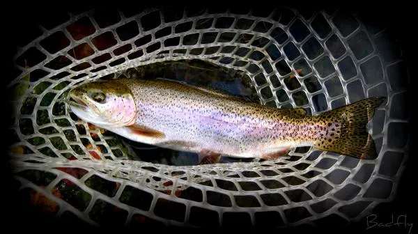 User submitted picture: THE LANDING!