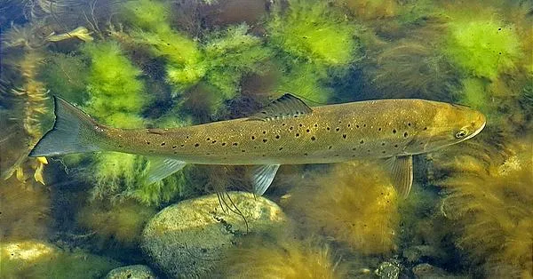 User submitted picture: Danish Seatrout in the wa...